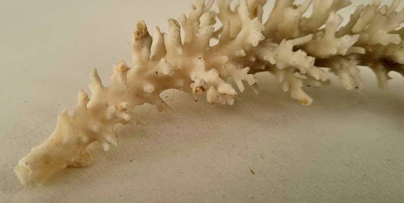 Beautiful GENUINE OLD Deep Sea Fossil Coral