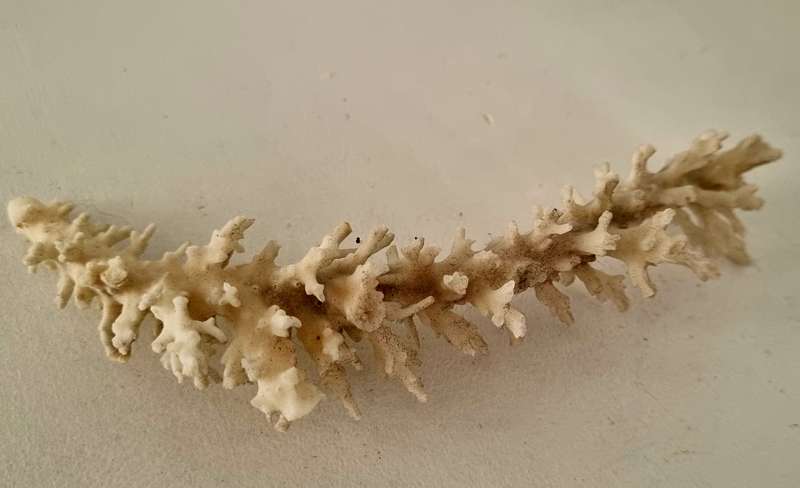 Beautiful GENUINE OLD Deep Sea Fossil Coral