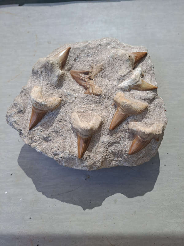Otodus Obliquus (Shark Teeth in Matrix)