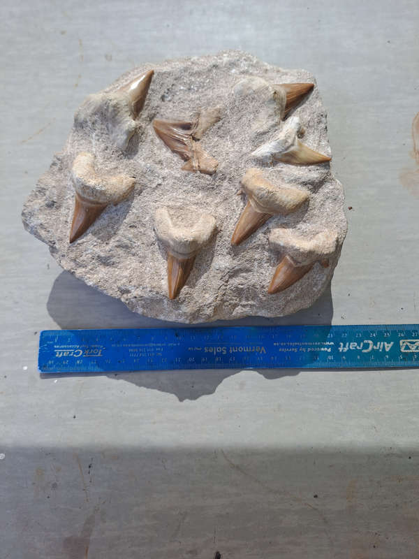 Otodus Obliquus (Shark Teeth in Matrix)