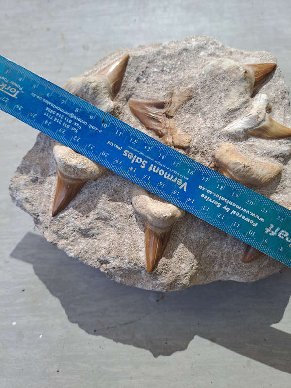 Otodus Obliquus (Shark Teeth in Matrix)