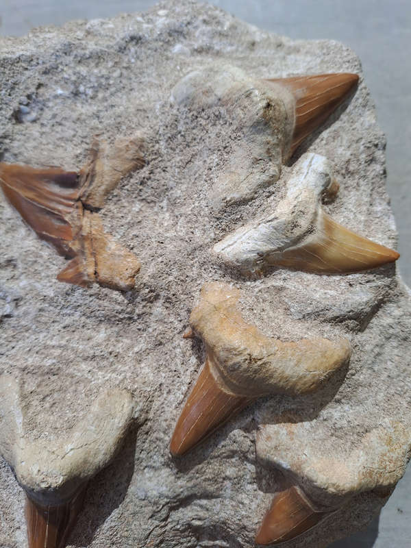 Otodus Obliquus (Shark Teeth in Matrix)
