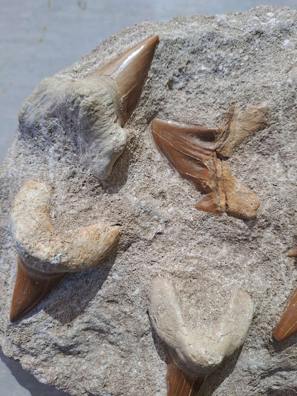 Otodus Obliquus (Shark Teeth in Matrix)
