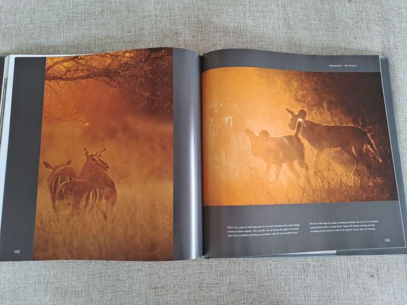 In Search of the African Wild Dog: The right to survive - Roger & Pat De La Harpe