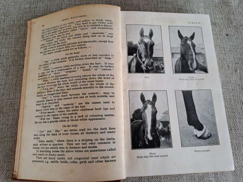 Animal Management 1933