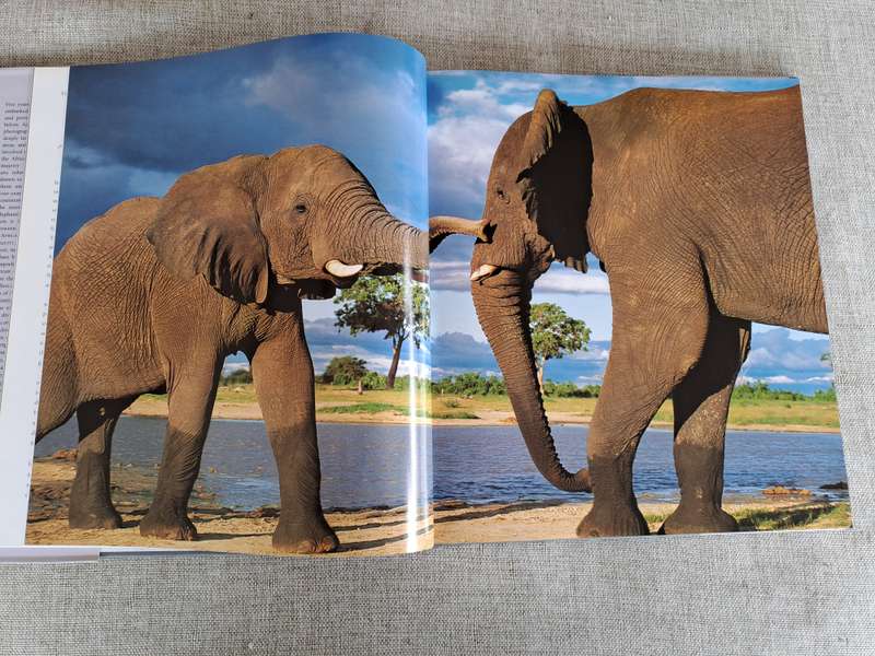 African Elephants: A Celebration of Majesty - Daryl & Sharna Balfour