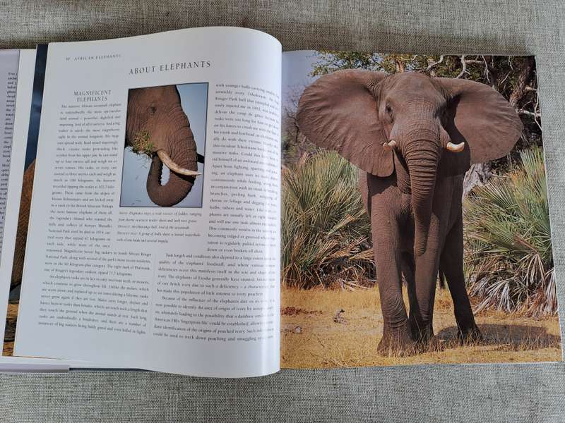 African Elephants: A Celebration of Majesty - Daryl & Sharna Balfour