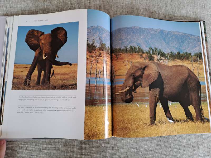 African Elephants: A Celebration of Majesty - Daryl & Sharna Balfour