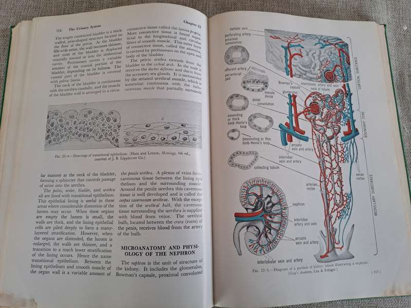 Anatomy and Physiology of Farm Animals - R.D. Frandson