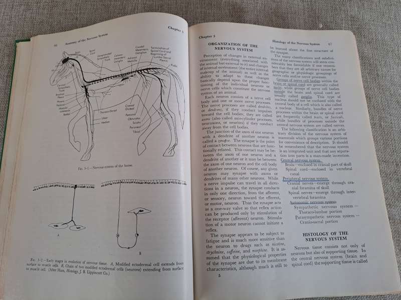 Anatomy and Physiology of Farm Animals - R.D. Frandson