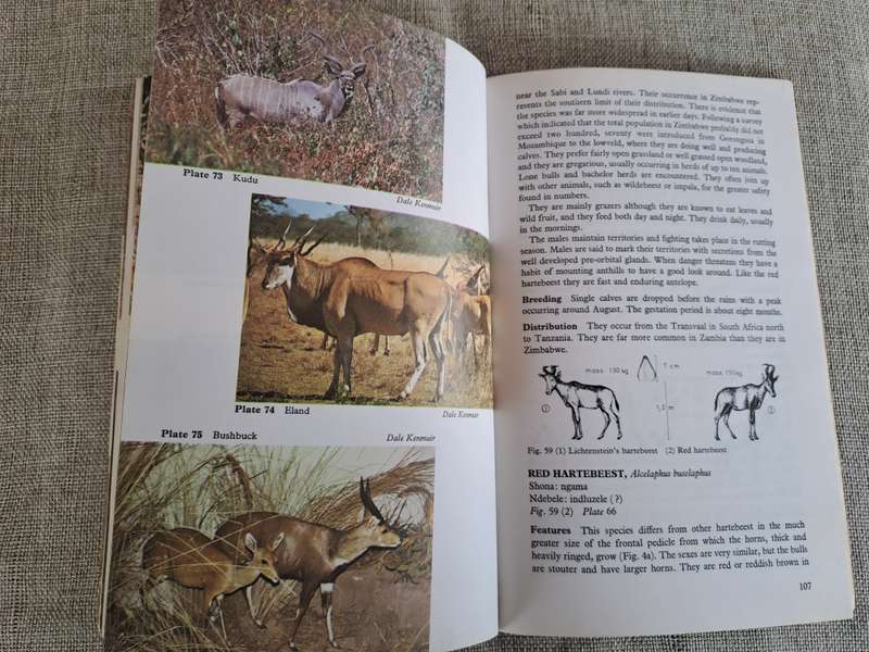Wild Mammals (Bundu Series):  A field guide and introduction to the mammals of Zimbabwe