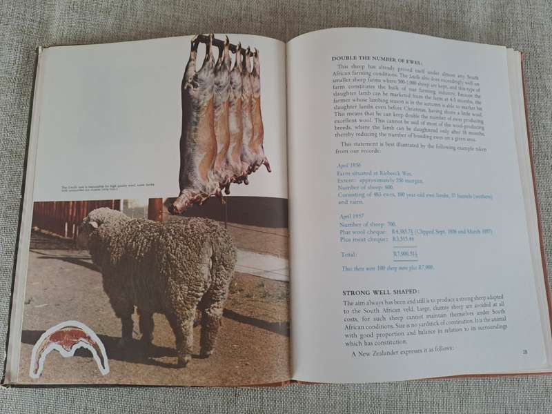 Letelle: The Development of a African Sheep