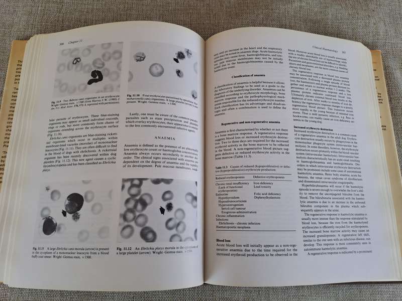Canine Medicine and Therapeutics 2nd Edition