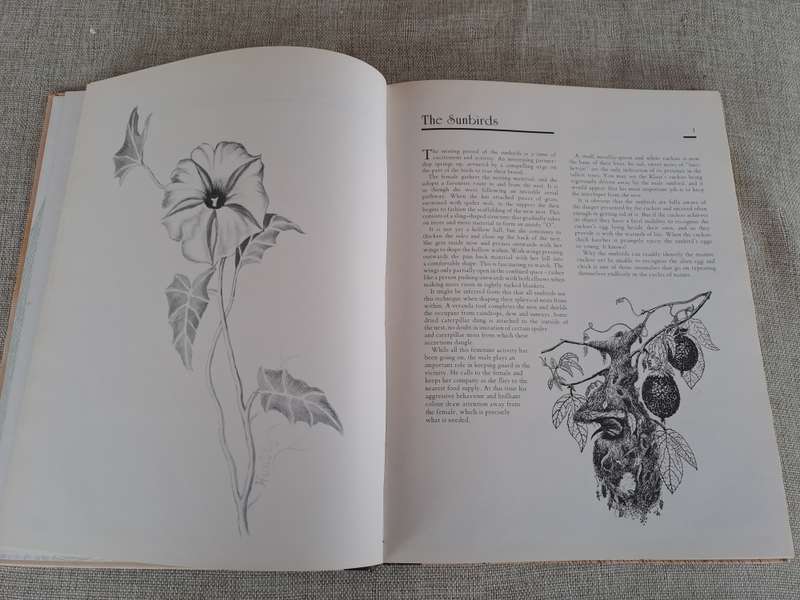 African Wildlife Sketches  Signed copy