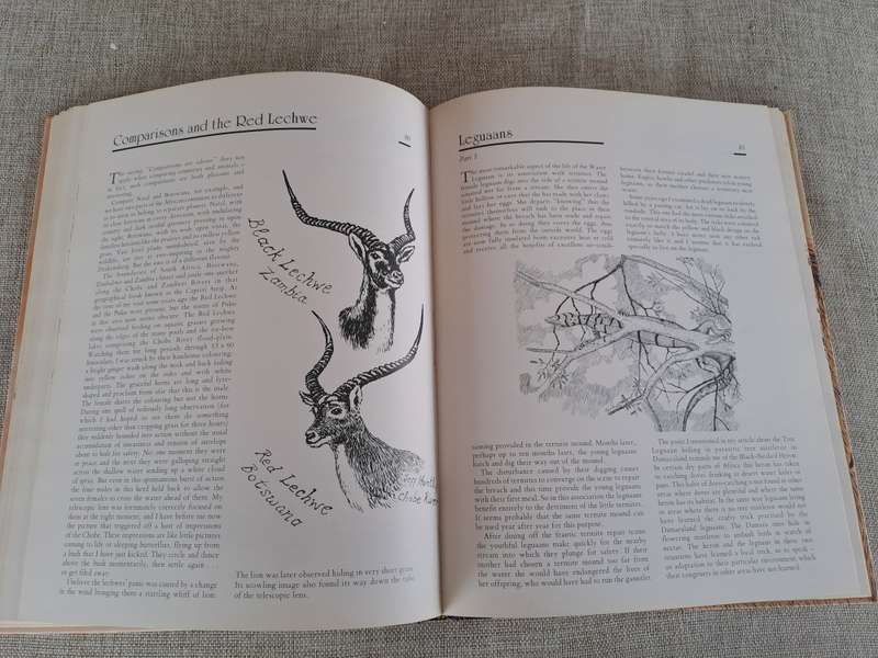 African Wildlife Sketches  Signed copy