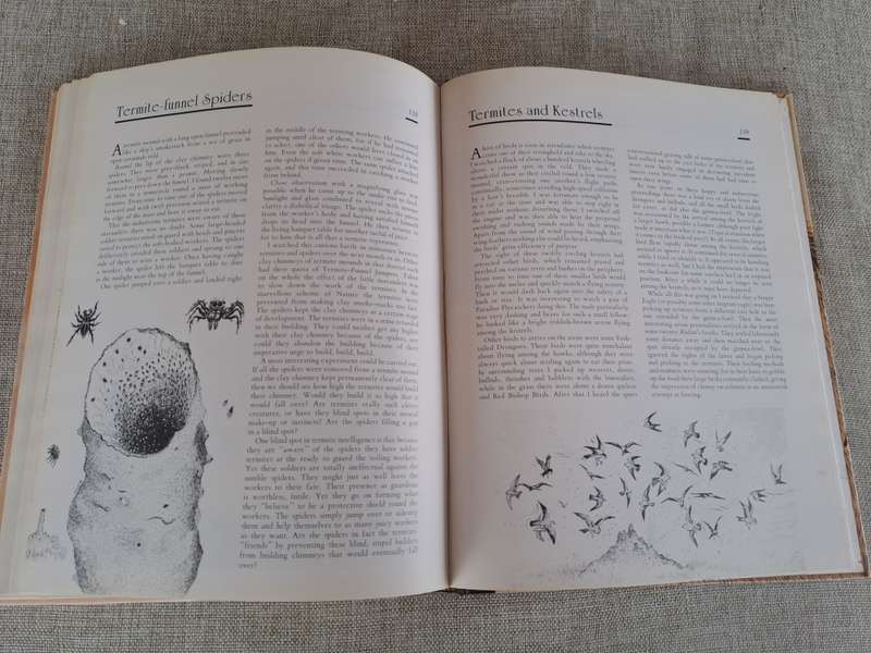 African Wildlife Sketches  Signed copy