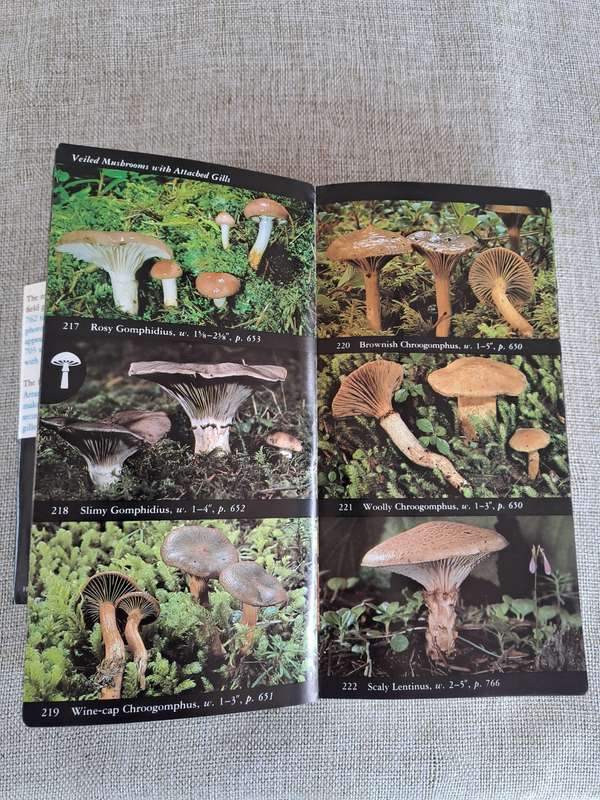 The Audubon Society Field Guide to North American Mushrooms