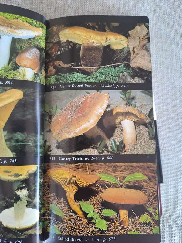 The Audubon Society Field Guide to North American Mushrooms