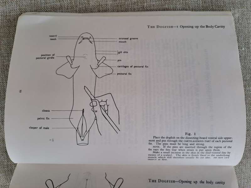 Guide to Dissection - HGQ Rowett