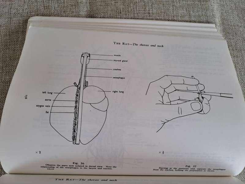 Guide to Dissection - HGQ Rowett