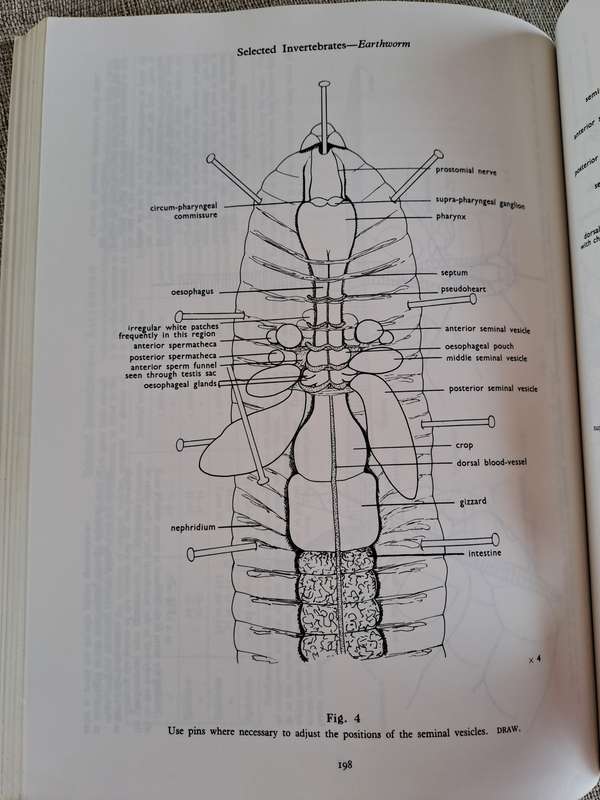 Guide to Dissection - HGQ Rowett