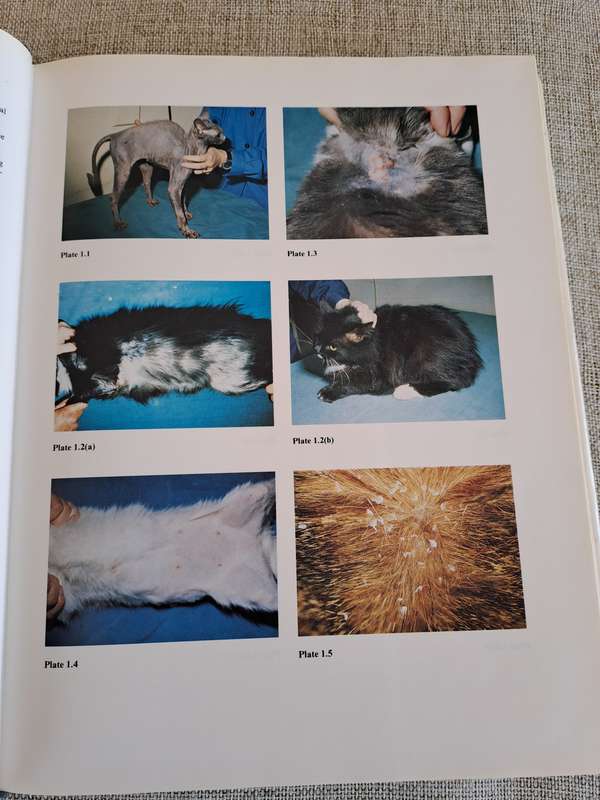 Feline Medicine and Therapeutics - Chandler, Gaskell, Hilbery (Editors)