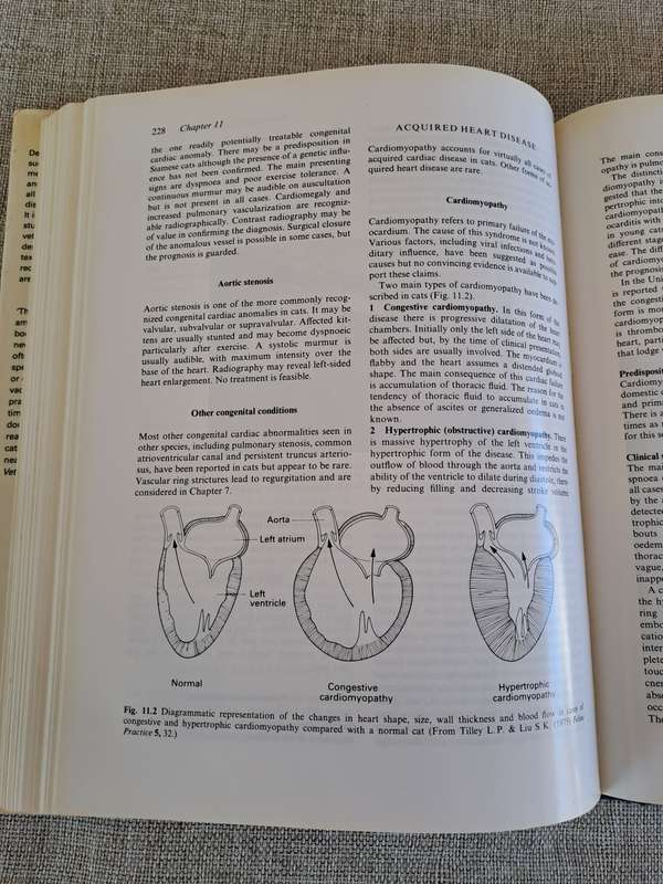 Feline Medicine and Therapeutics - Chandler, Gaskell, Hilbery (Editors)