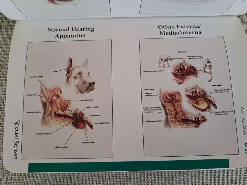 Pocket Companion to Small Animal Clinical Nutrition 4th Edition -  Bruce J. Novotny, Michael S. Hand