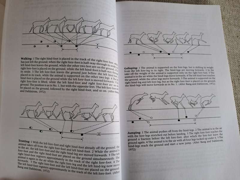 A Field Guide to the Animal Tracks of Southern Africa - Louis Liebenberg