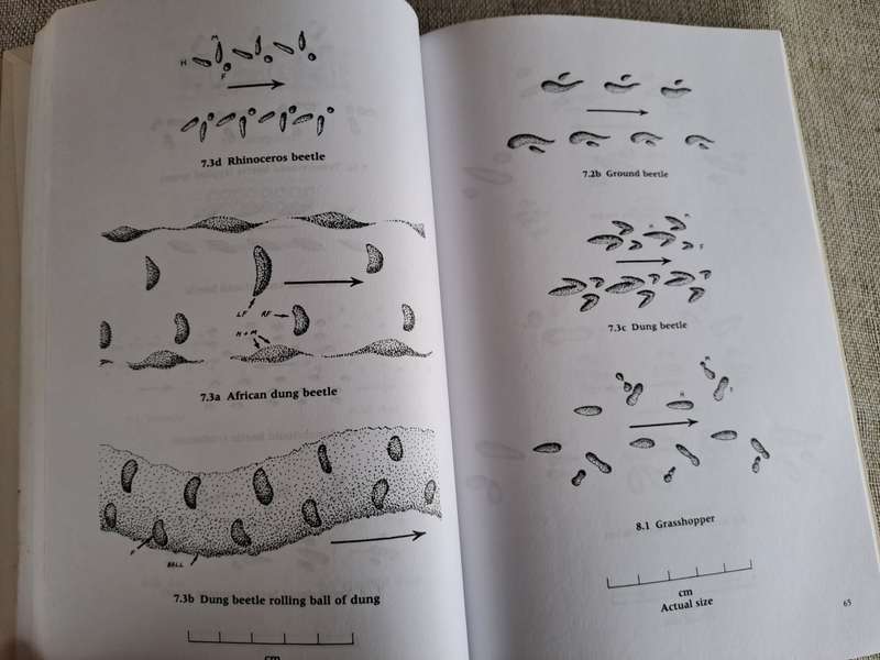 A Field Guide to the Animal Tracks of Southern Africa - Louis Liebenberg