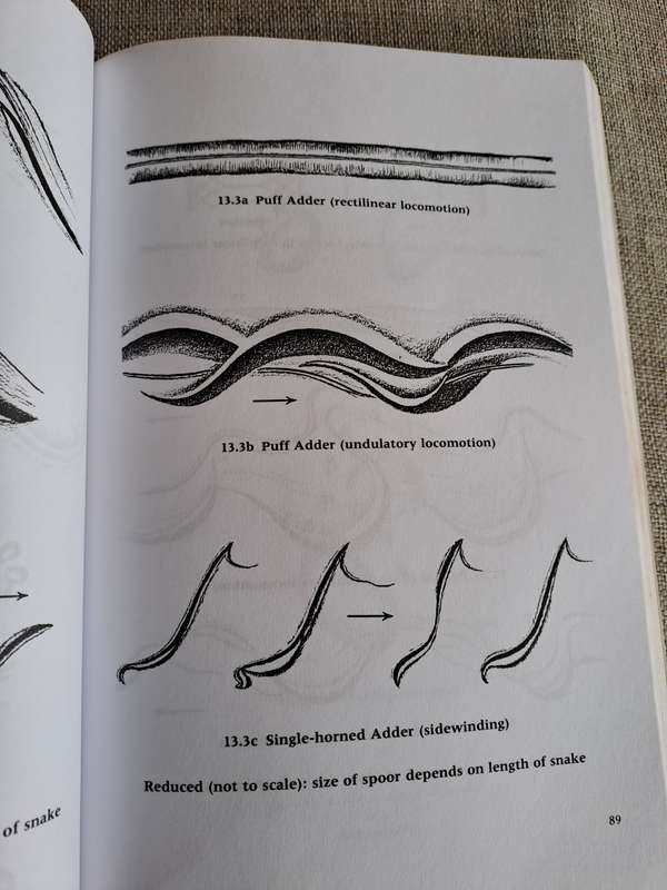 A Field Guide to the Animal Tracks of Southern Africa - Louis Liebenberg