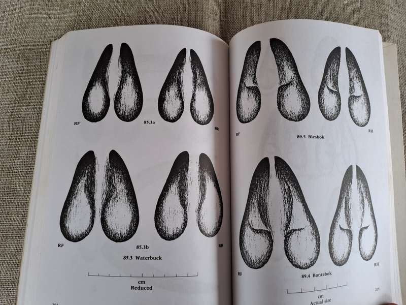 A Field Guide to the Animal Tracks of Southern Africa - Louis Liebenberg