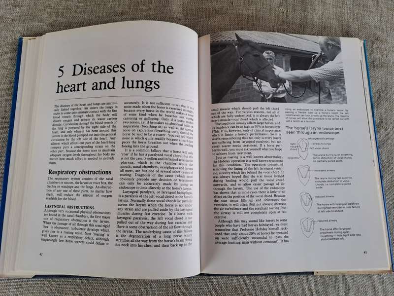Horse Ailments and Health Care