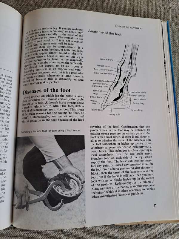 Horse Ailments and Health Care