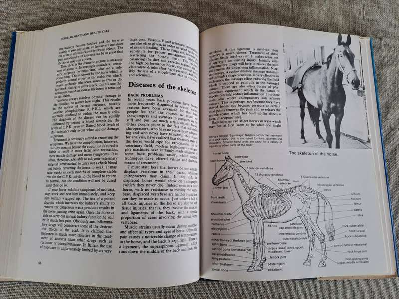 Horse Ailments and Health Care