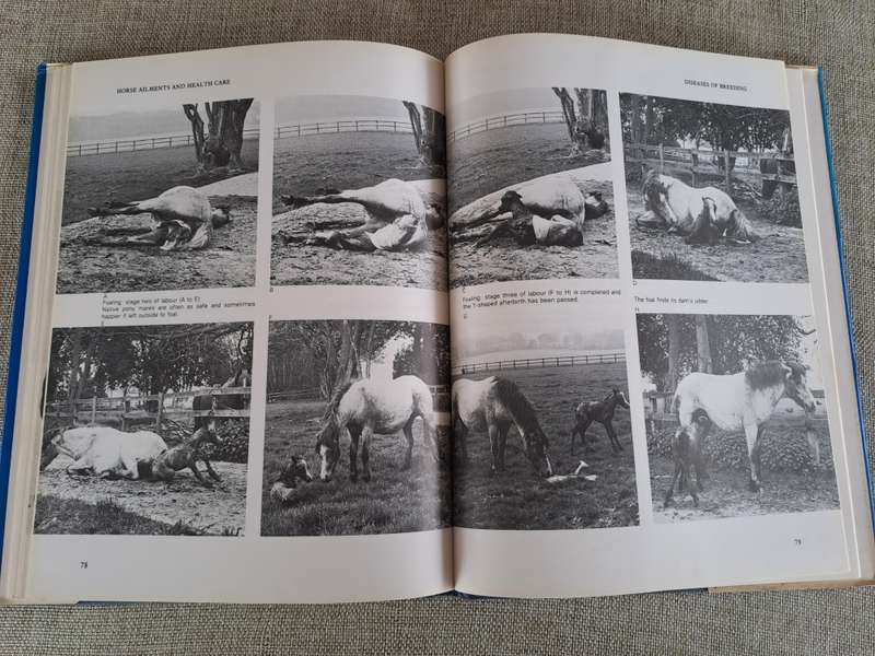 Horse Ailments and Health Care