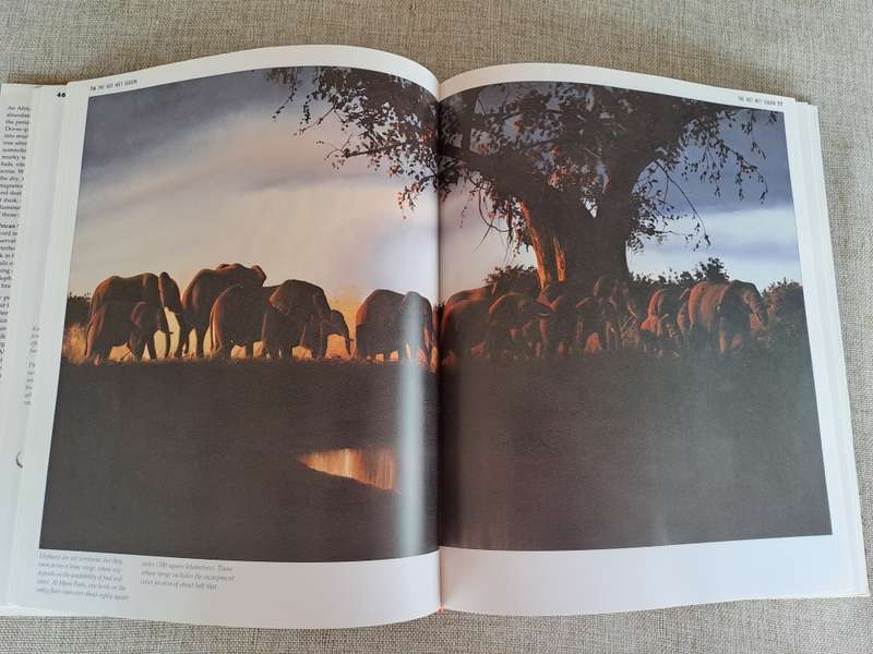 African Seasons: Wildlife at the Waterhole