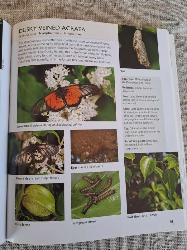 Gardening for Butterflies: Planning and Planting an insect-friendly garden in South Africa (Signed)