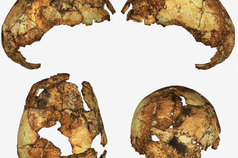 Homo Erectus Cranium Fossil (Authentic Resin Cast)