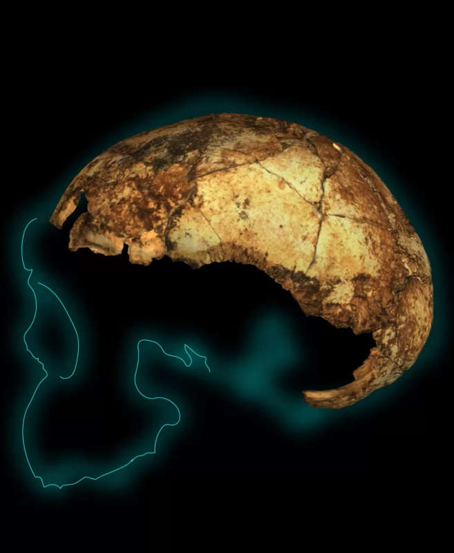 Homo Erectus Cranium Fossil (Authentic Resin Cast)