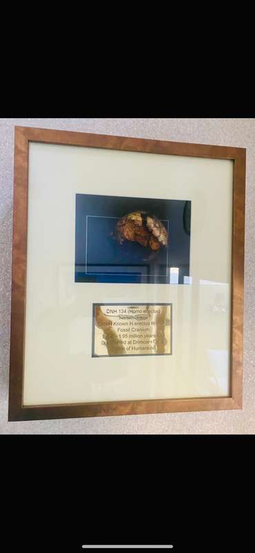 Homo Erectus Cranium Fossil (Authentic Resin Cast)