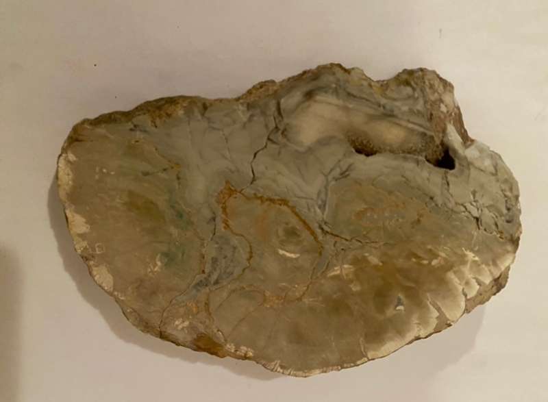 Fossilised DINOSAUR Egg !!!