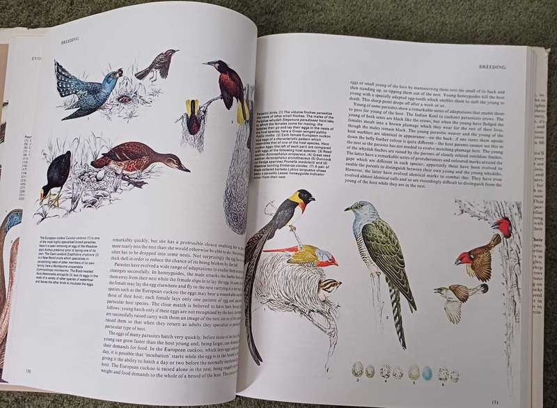Birds - their life   their ways   their world