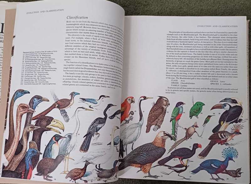 Birds - their life   their ways   their world