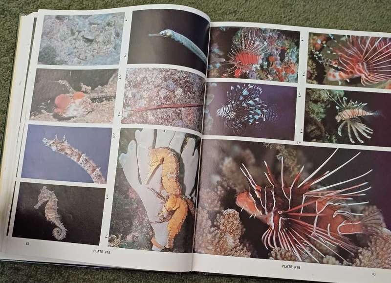 Reef Fishes of the Indian Ocean