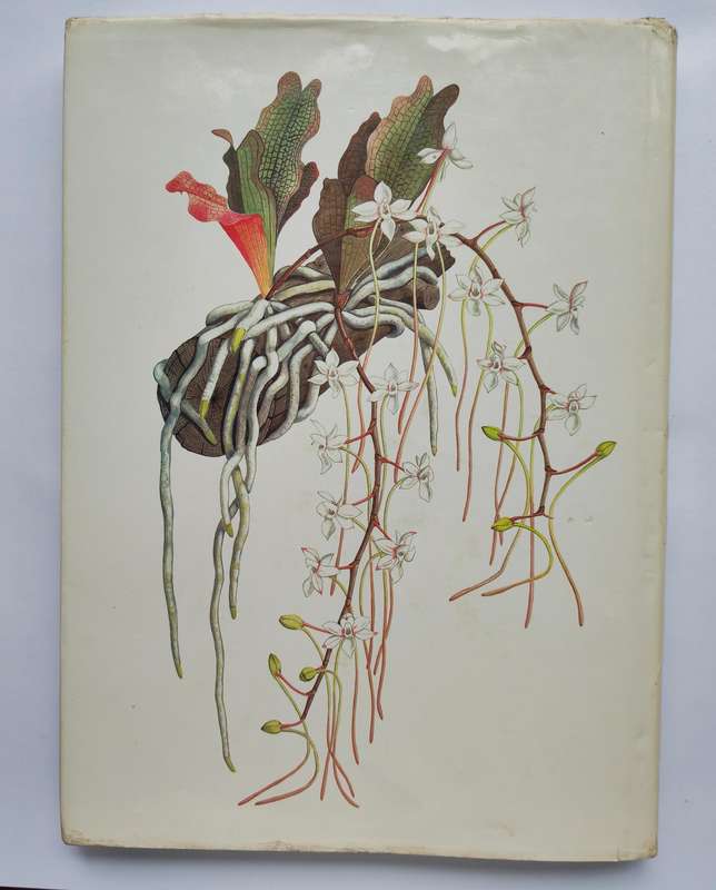 Orchids of Africa - J. Stewart & E.F. Hennessy