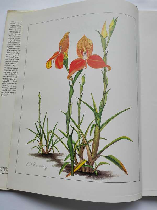 Orchids of Africa - J. Stewart & E.F. Hennessy