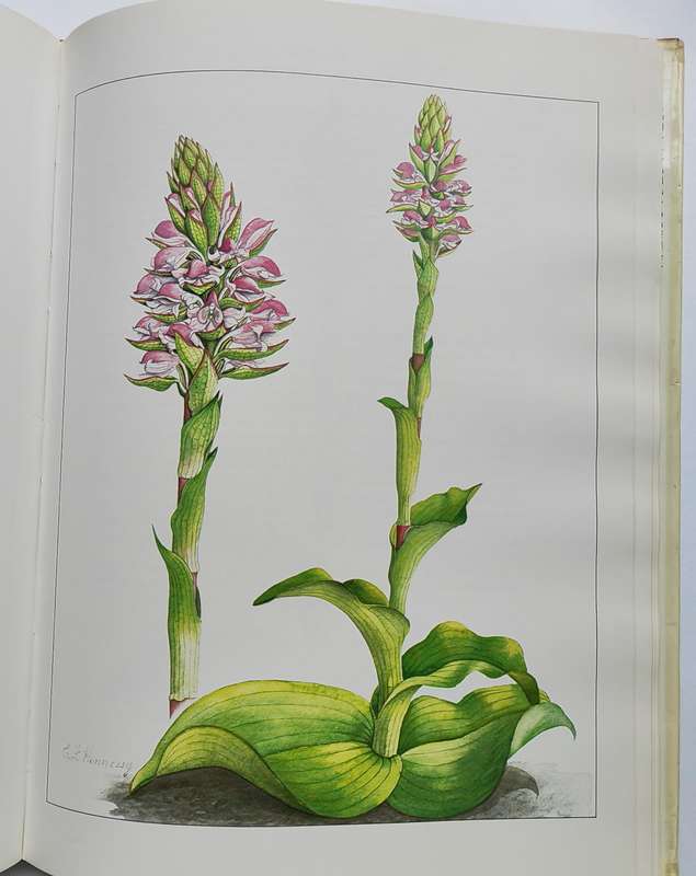 Orchids of Africa - J. Stewart & E.F. Hennessy