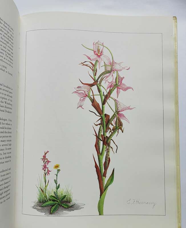 Orchids of Africa - J. Stewart & E.F. Hennessy
