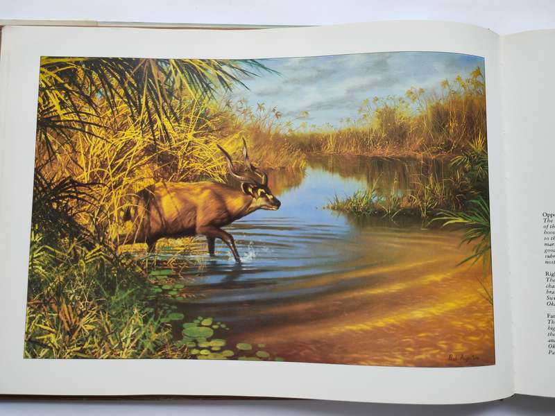 Botswana A Brush with the Wild by Paul Augustinus
